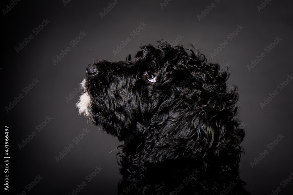 Labradoodle Welpe Schwarz Weiß Hund Studiofotografie Labradoodle Welpe Schwarz Weiß Hund Studiofotografie