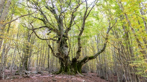 The Pontone Beech is a gigantic tree with an estimated age of 750 years that is found within a young beech forest that is part of the Abruzzo, Lazio and Molise National Park. photo