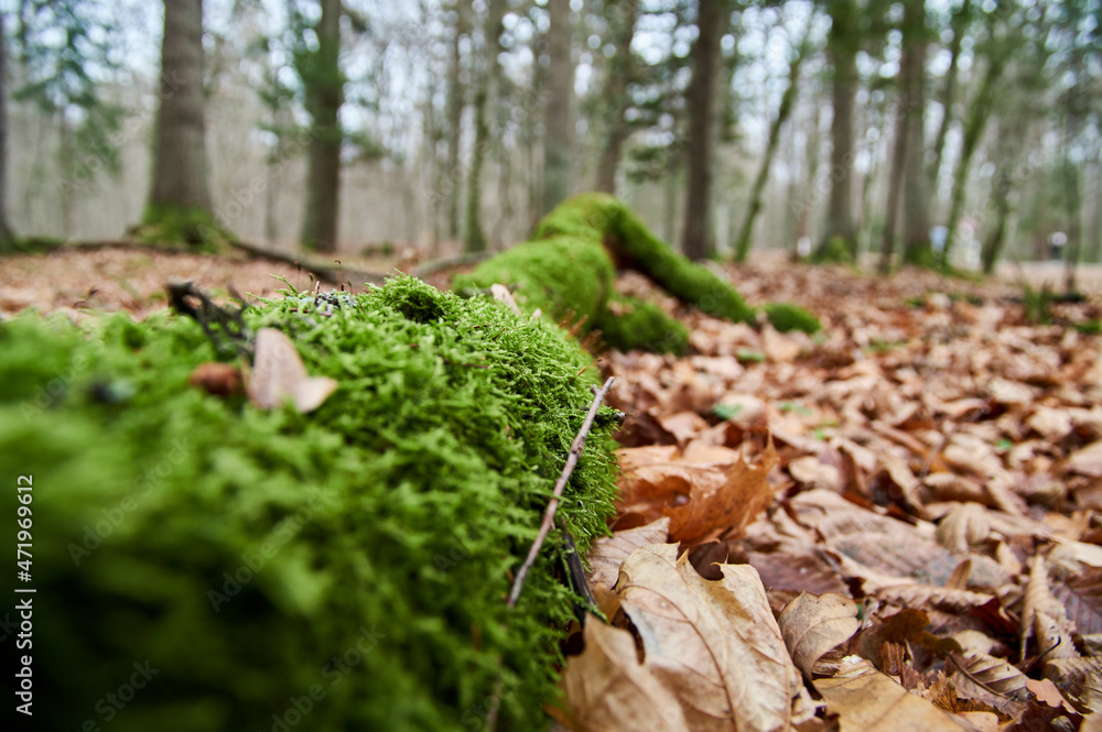 Tree trunk covered with green moss. Thick moss on an old tree Tree trunk covered with green moss. Thick moss on an old tree