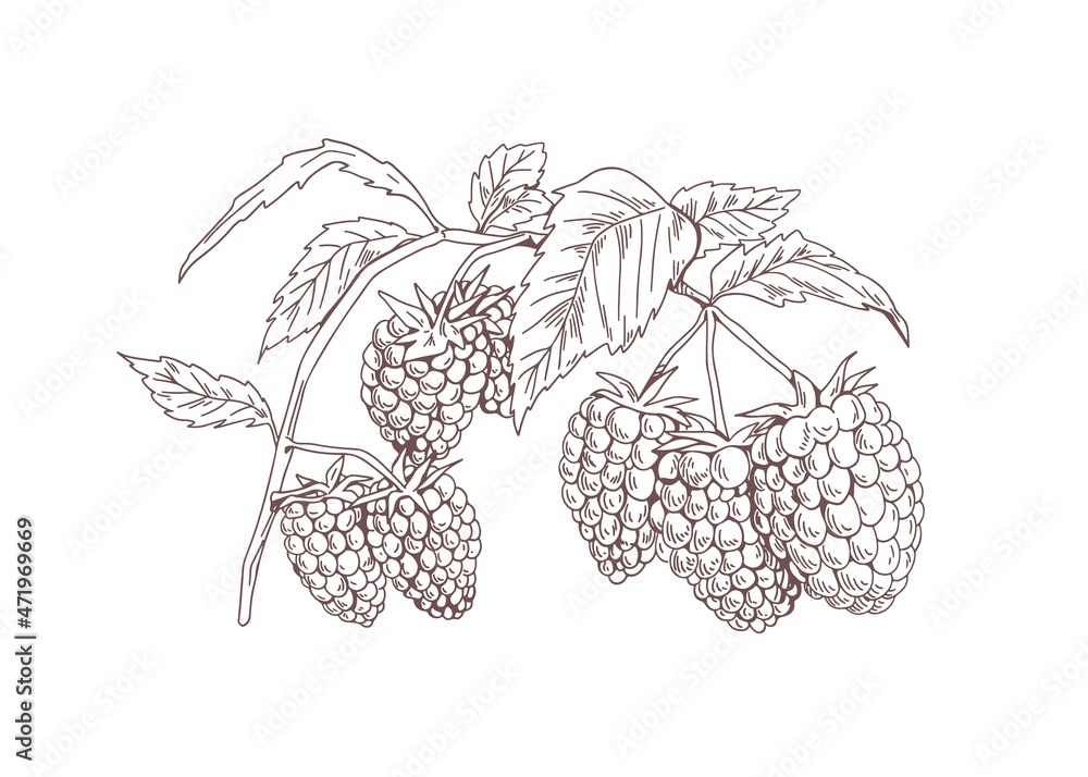 Blackberry branch. Outlined botanical sketch of bramble berries drawn