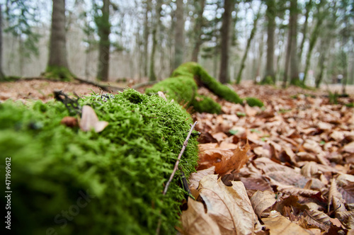 Tree trunk covered with green moss. Thick moss on an old tree © Konstantin