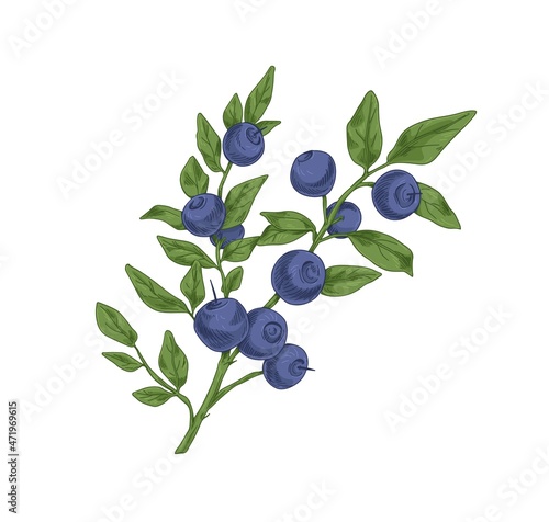 Blueberry branch with fresh ripe bilberries and leaves. Vintage botanical drawing of wild wimberry drawn in retro style. Forest fruit plant. Realistic vector illustration isolated on white background