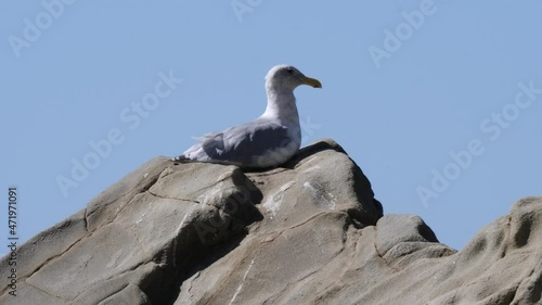 Seagull on a rock in high wind. photo