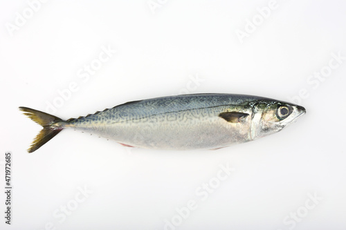 mackerel isolated on white background