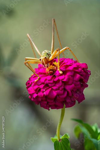A huge locust sitting on top of a magenta colored flower, shallow depth of field