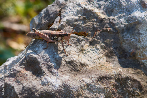 Gewöhnliche Gebirgsschrecke (Podisma pedestris)	 photo