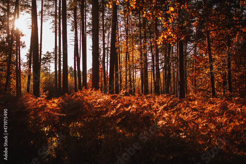 Fototapeta Naklejka Na Ścianę i Meble -  autumn in the forest