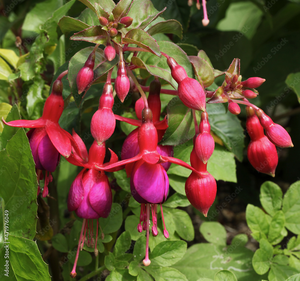 Obraz premium Fuchsia 