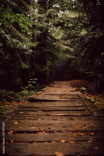 path in the forest