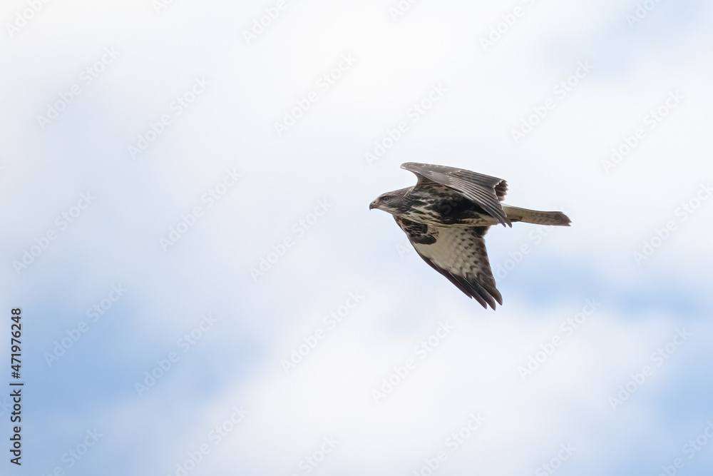 Obraz premium Common buzzard