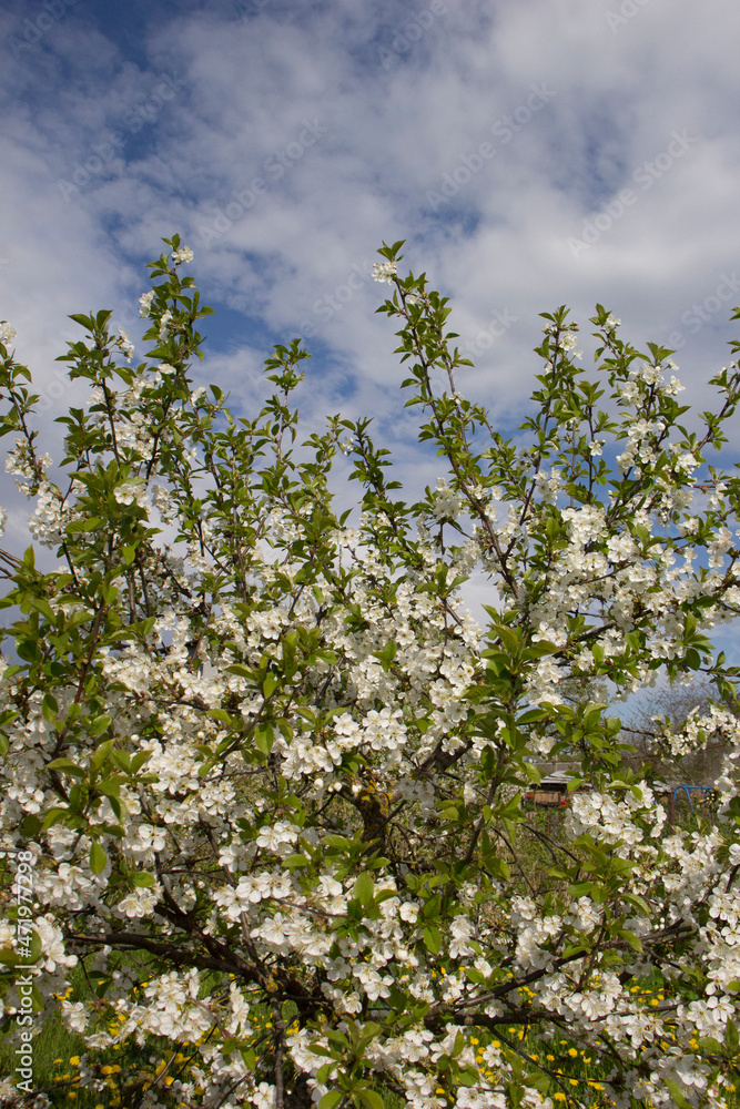 Fototapeta premium blooming cherry plum against the background of a bright blue spring sky. White flowers on a branch. Prunus cerasifera. Clouds.