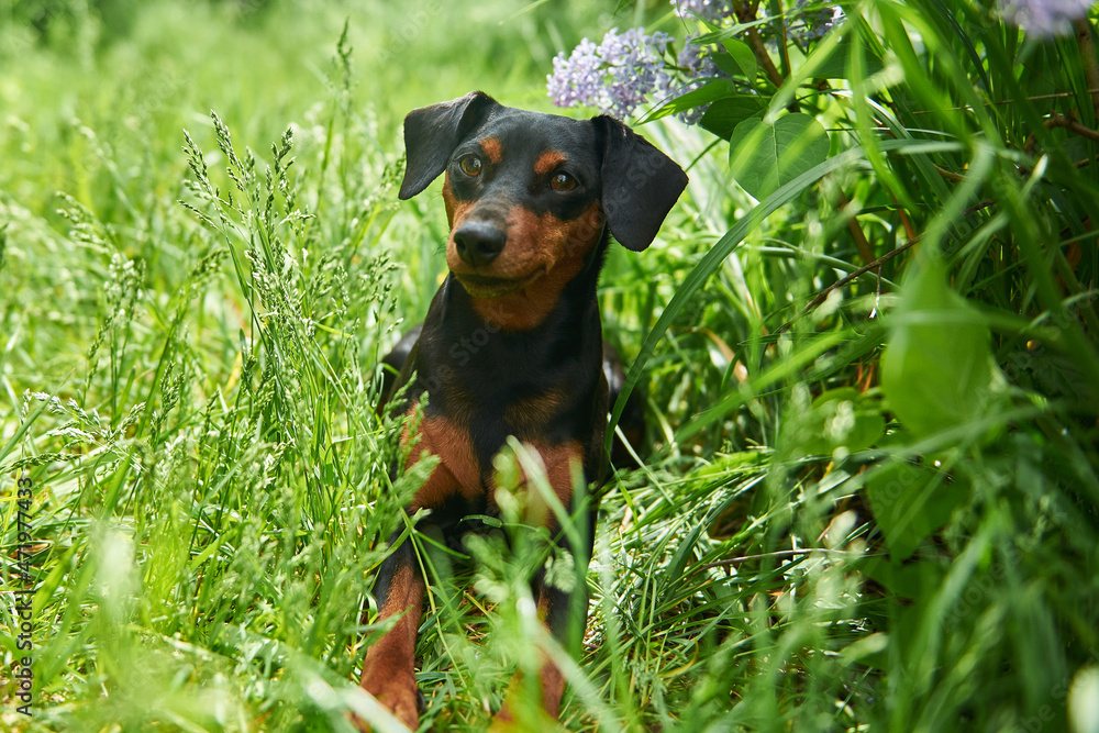 Dog breed German Pinscher lies in the dense green grass