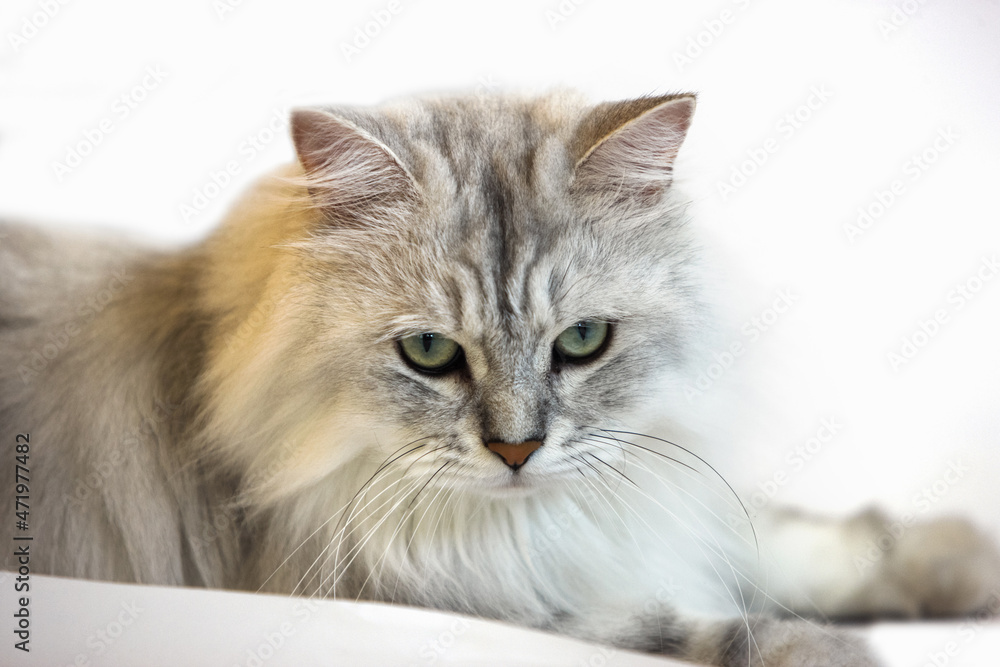 Cute and adorable pet Norwegian Forest Cat
