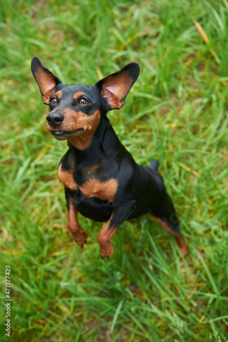 Miniature Pinscher dog stands on its hind legs