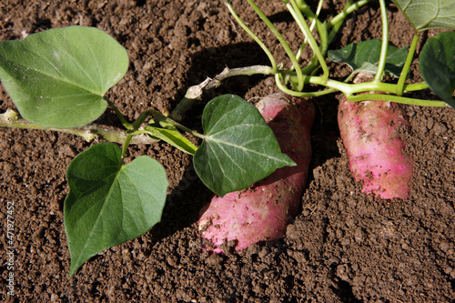 Fresh and tasty sweet potato in the soil
 photo