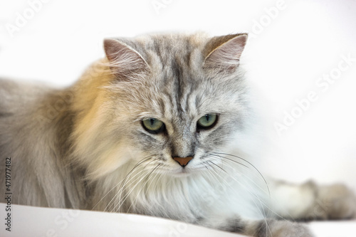 Cute and adorable pet Norwegian Forest Cat 