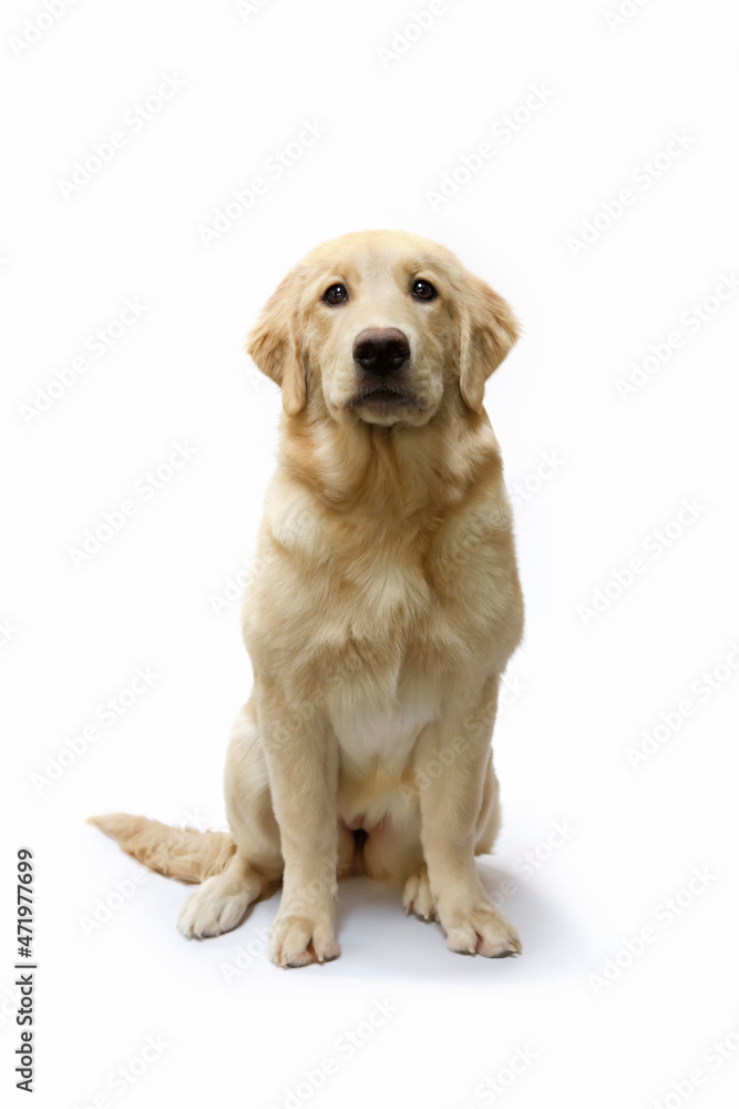 adorable pet golden retriever
