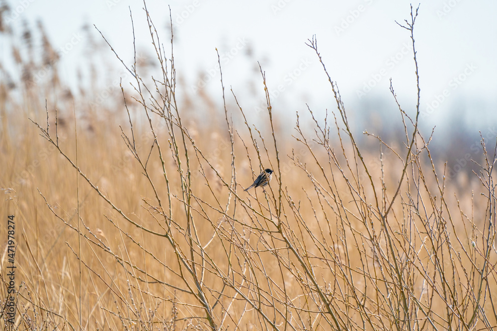 Obraz premium Singing bird, Reed Bunting sitting on a branch. Small bird with a black head in the yellow reeds and bushes