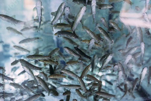 Lots of small garra rufa fish in a fish pilling aquarium or fish spa