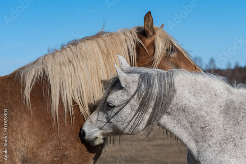 Two horses scratching each other head to head photo