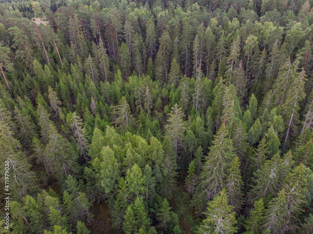 Areal bird eye drone photo of forest.