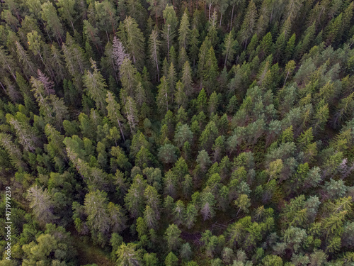 Areal drone landscape view of forest and clouds.