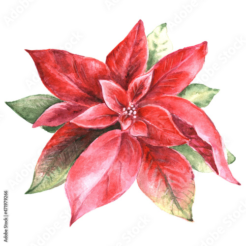 Red Poinsettia Watercolor Illustration isolated on white.