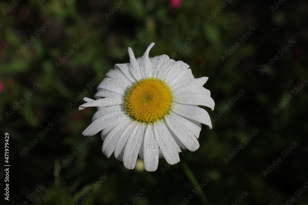 Chamomile or chamomile flower with water drops on white petals after rain on a green background. Close-up. Chamomile or chamomile flower with water drops on white petals after rain on a green background. Close-up.