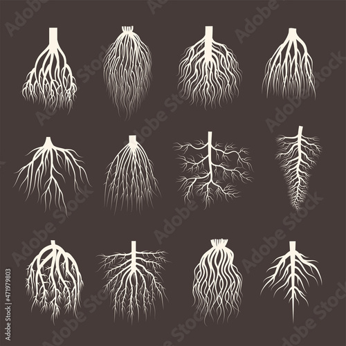 Root system. Wooden roots from tree botanical plants symbols creep forest recent vector illustrations collection