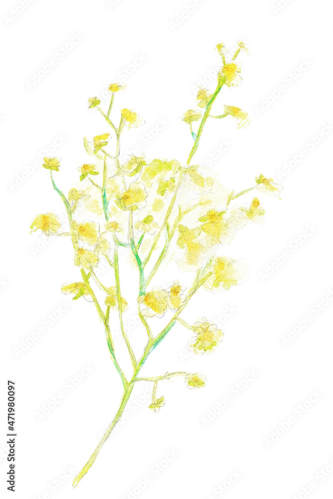 水彩イラスト素材：オンシジウム（オンシジューム）　黄色い花　Oncidium