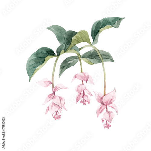 Beautiful stock floral illustration with hand drawn watercolor exotic jungle Medinilla magnifica flowers. photo