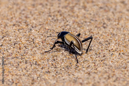 Ein Wüstenkäfer läuft auf Sand in der Namib photo