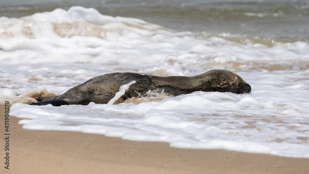 Fototapeta premium Ein südafrikanischer Seebär lässt sich von der Brandung umspülen