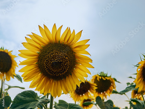 A sunflower is ripening in the field  yellow petals against the sky  a sunflower bud close-up  a symbol of summer and the sun