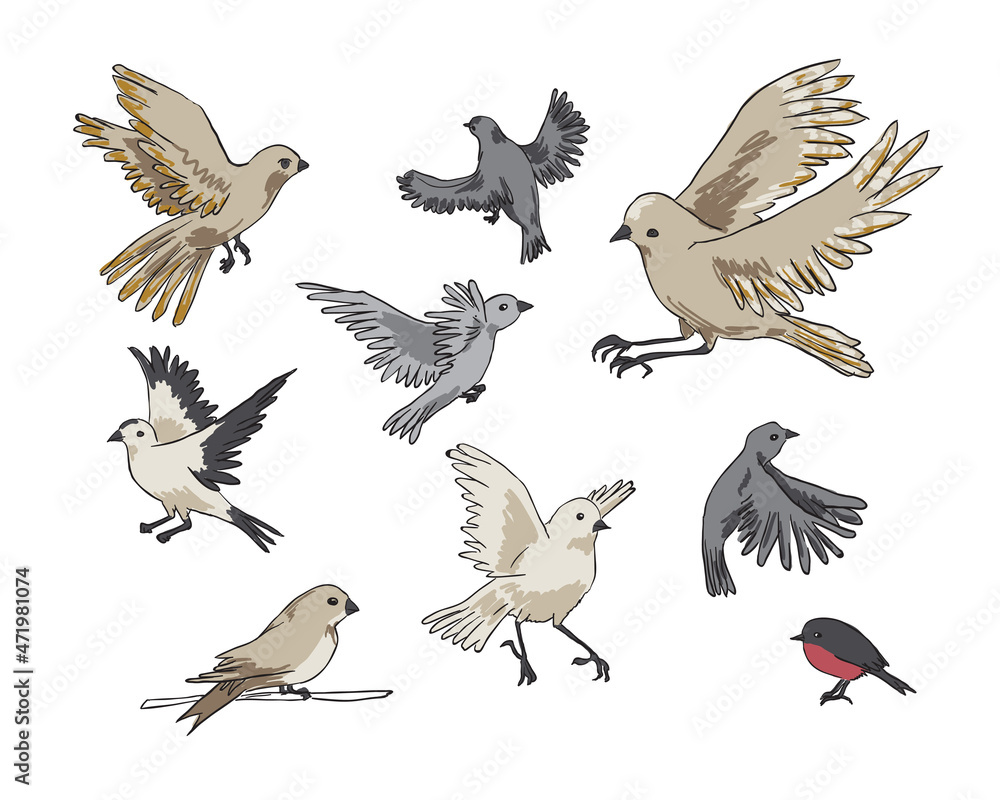 Fototapeta premium Vector color illustration set of nine birds in different poses and angles