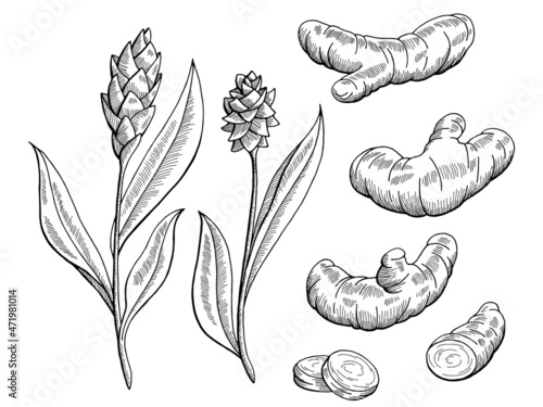 Turmeric graphic black white isolated sketch illustration vector