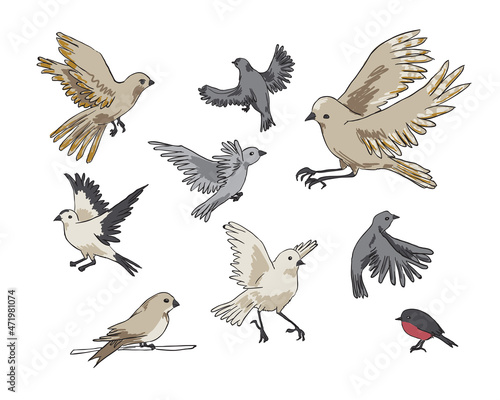 Vector color illustration set of nine birds in different poses and angles © Anastasia