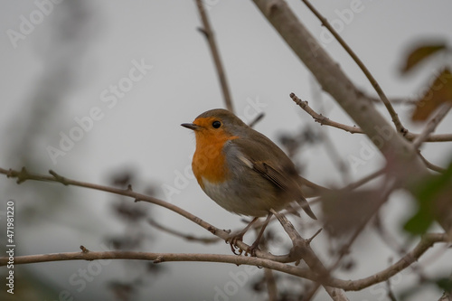 European Robin (Erithacus rubecula) perched on a tree branch