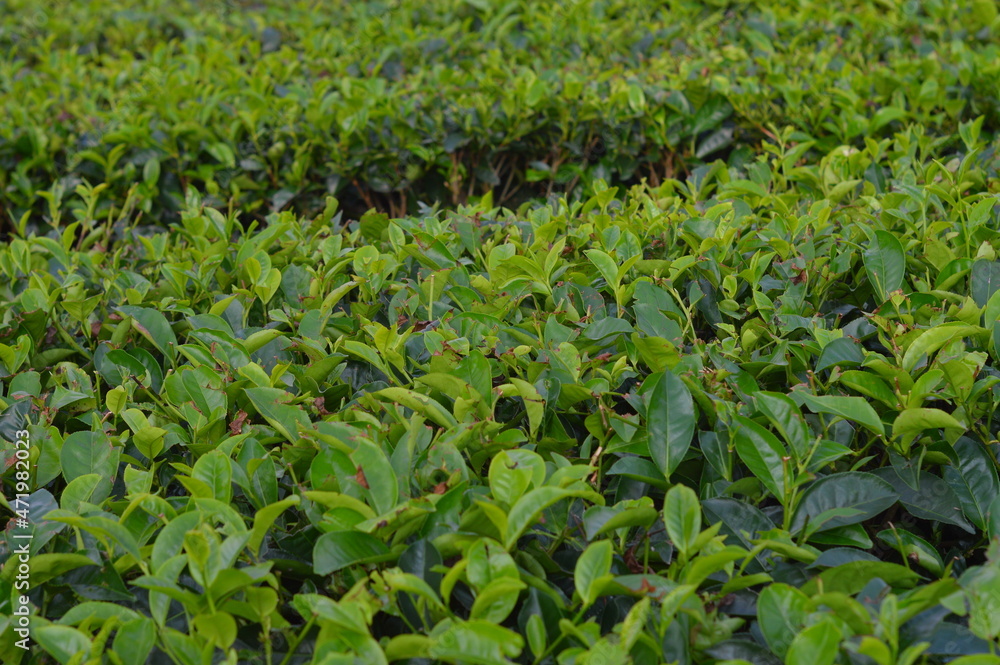 green leaves of a tree green leaves of a tree