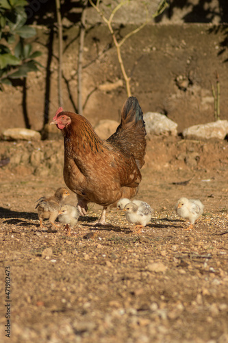 Mother hen with her chicks in a country house