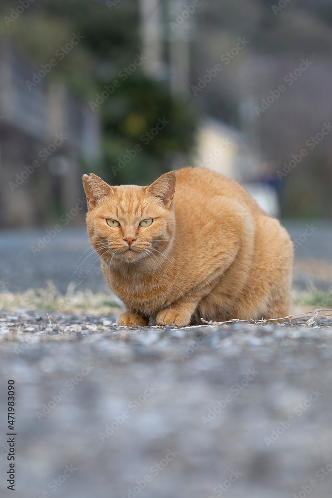 猫 猫