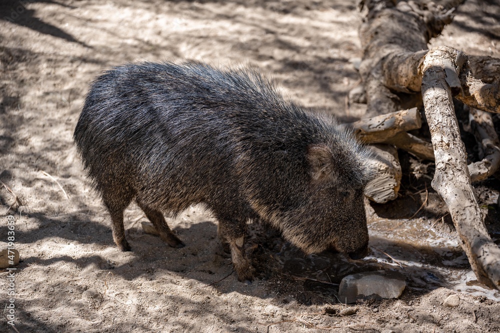 A Chacoan Peccary in Palm Springs, California A Chacoan Peccary in Palm Springs, California