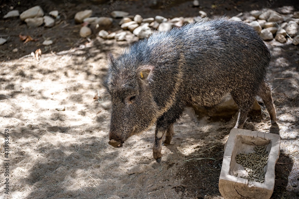 A Chacoan Peccary in Palm Springs, California A Chacoan Peccary in Palm Springs, California