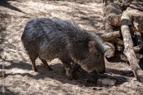 A Chacoan Peccary in Palm Springs, California