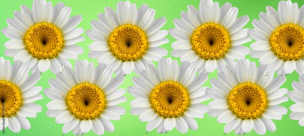 Chamomile flowers set fresh blossom Chamomile flowers set fresh blossom