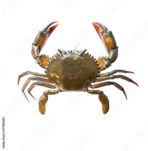 Scylla serrata, Serrated Mud Crab, or fresh crab, Characteristics of black crabs The carapace is round, oval in shape. Reddish black or dark brown.  isolated on white background