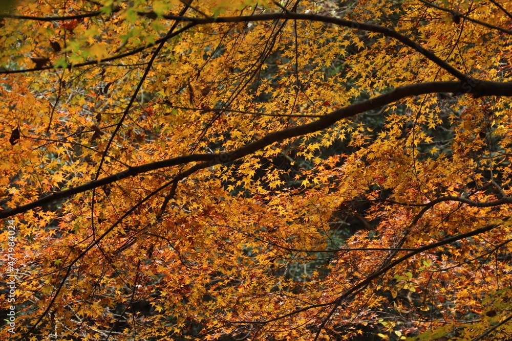 紅葉・秋イメージ 紅葉・秋イメージ