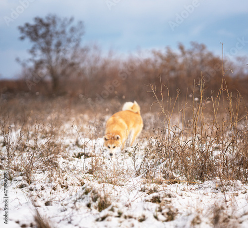 Nice akita dog in the snow