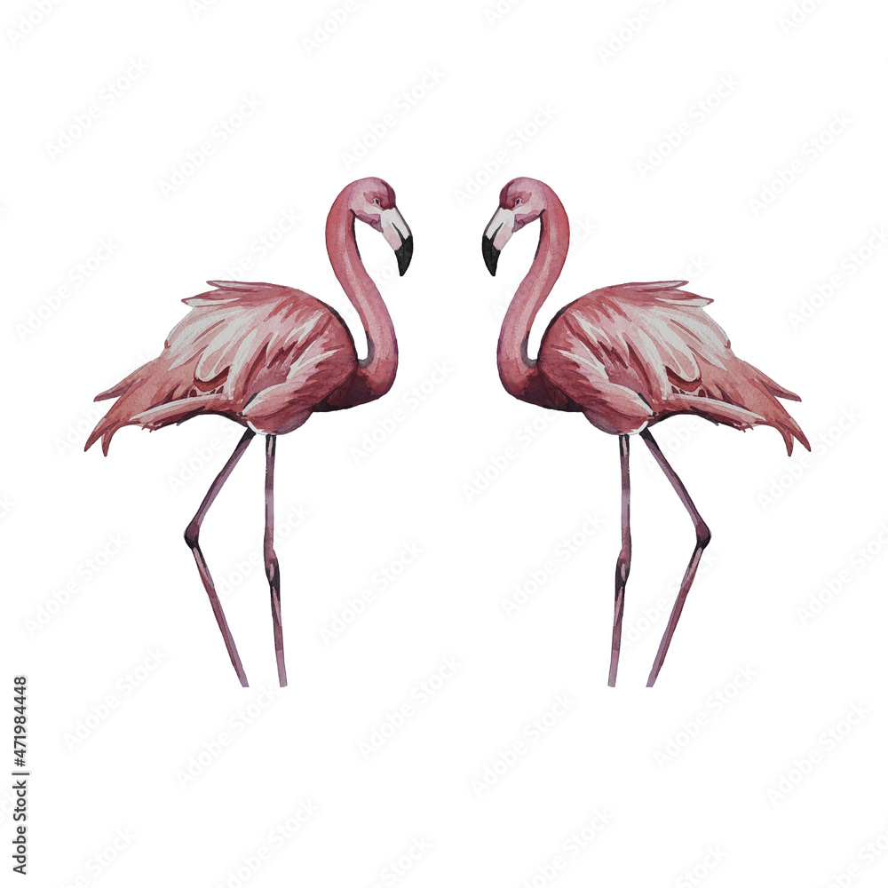 flamingos. Watercolor illustration. Birds are hand-drawn.