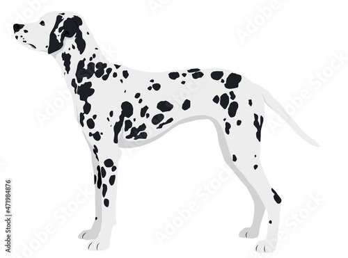 The Dalmatian Dog Colored Vector Illustration 